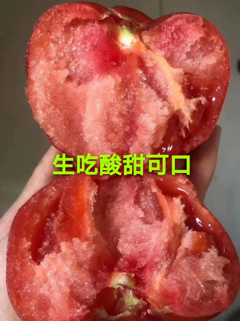 口感番茄苗皮薄沙瓤西红柿苗番茄苗寿光基地直发番茄味道浓郁