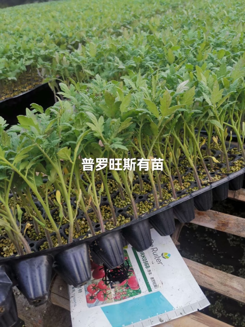 口感番茄苗皮薄沙瓤西红柿苗番茄苗寿光基地直发番茄味道浓郁