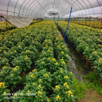 #140黄白菊盆栽