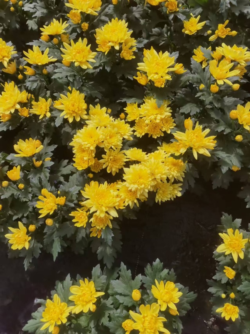 #140黄白菊盆栽