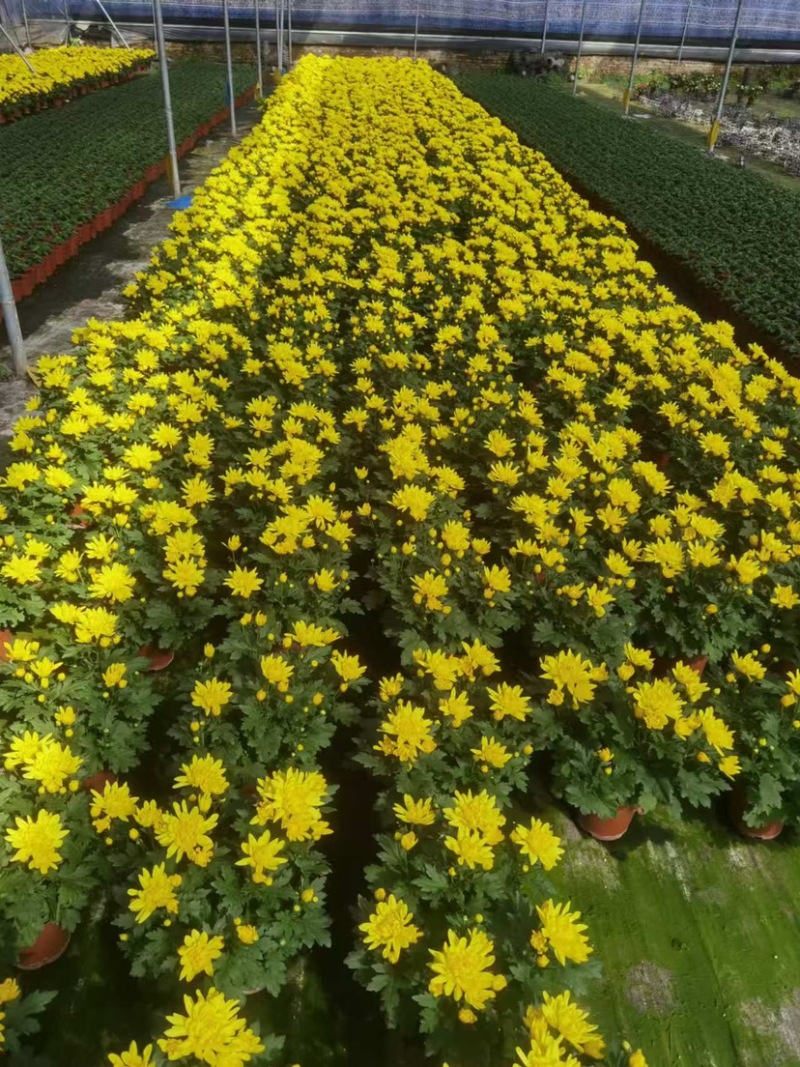 #140黄白菊盆栽