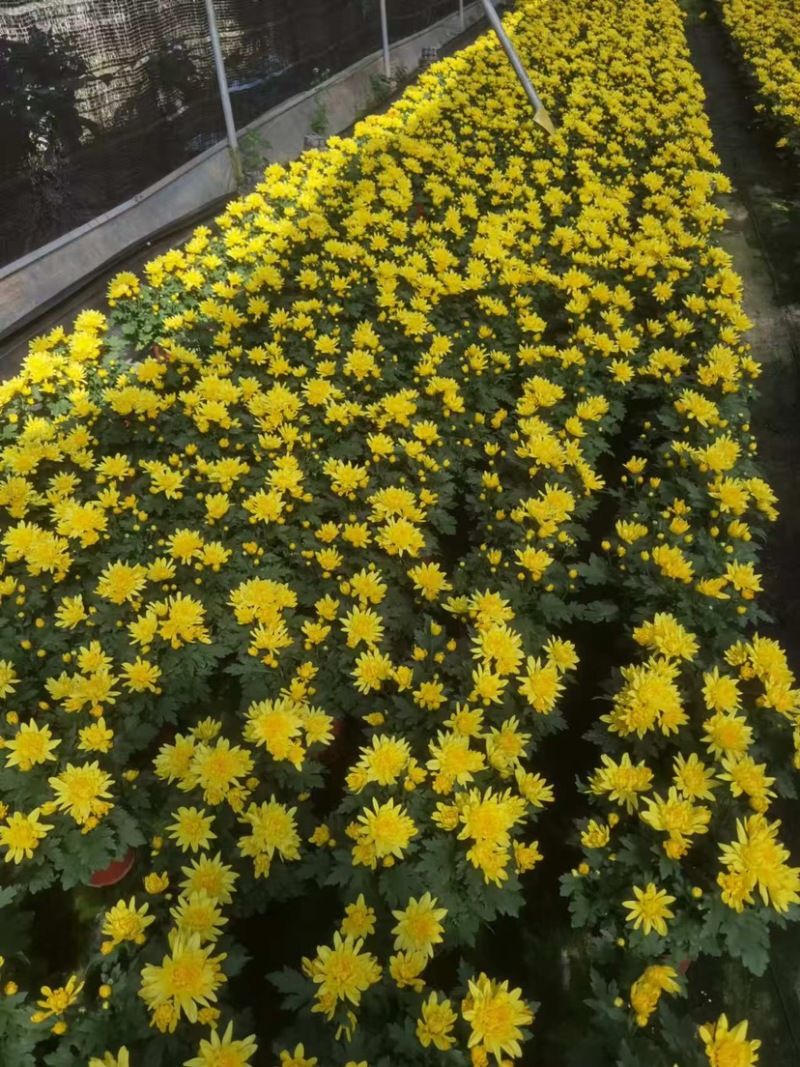 #140黄白菊盆栽