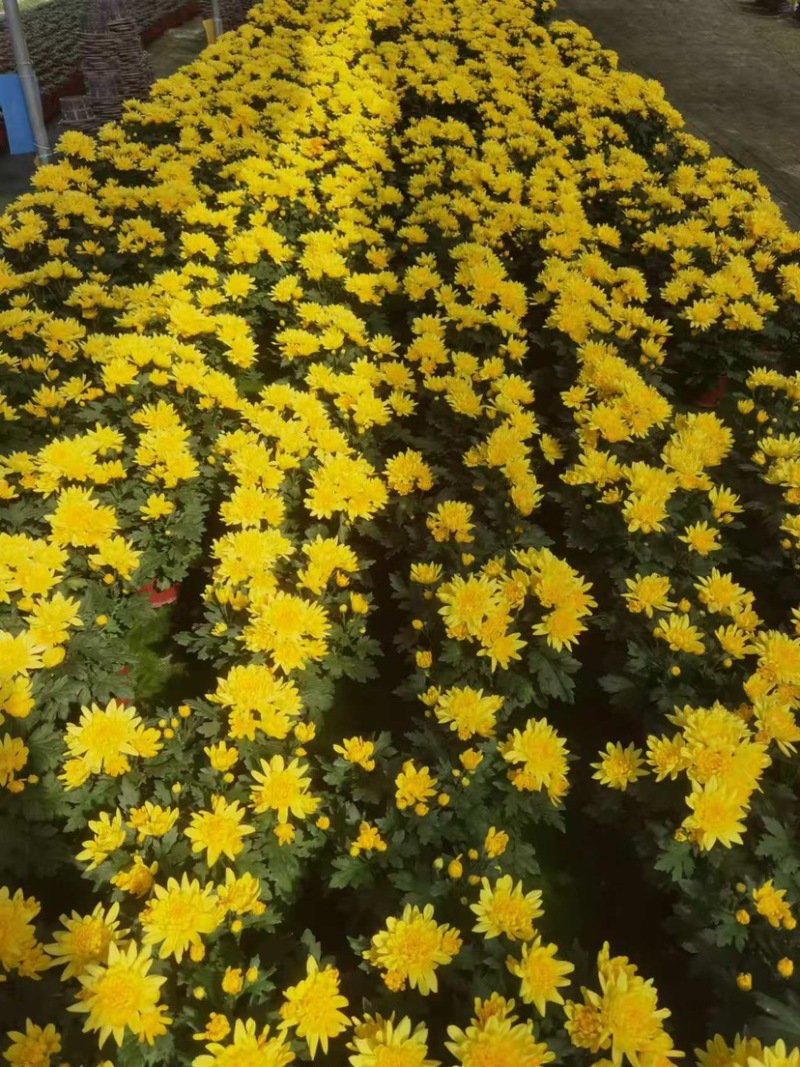 #140黄白菊盆栽