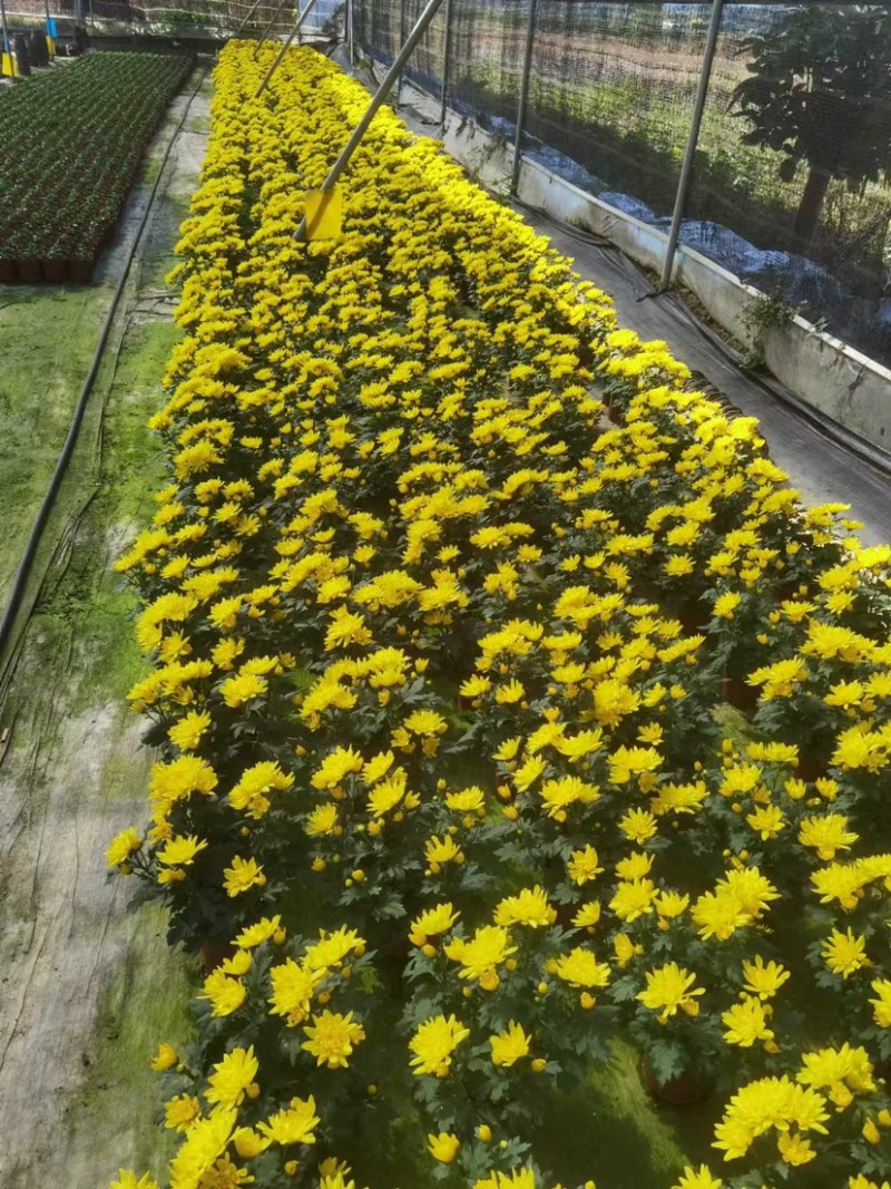 #140黄白菊盆栽