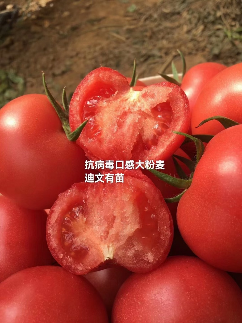 口感番茄苗皮薄沙瓤西红柿苗番茄苗寿光基地直发番茄味道浓郁