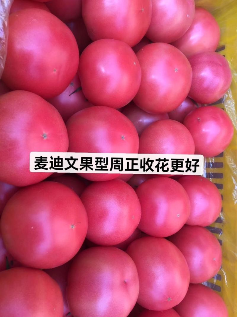 口感番茄苗皮薄沙瓤西红柿苗番茄苗寿光基地直发番茄味道浓郁