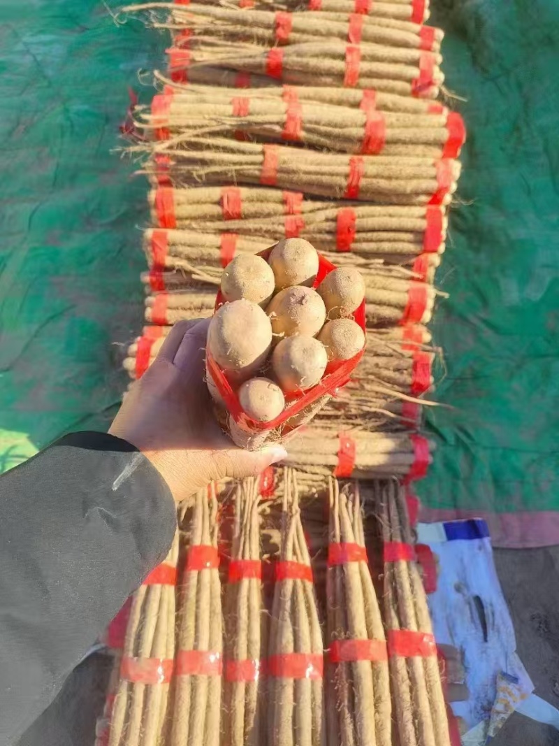精品双棒山药河北双棒山药口感细腻产地直供量大从优