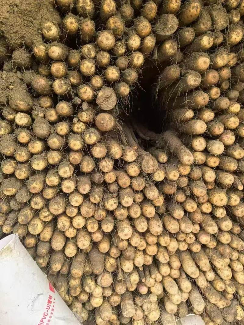 精品双棒山药河北双棒山药口感细腻产地直供量大从优