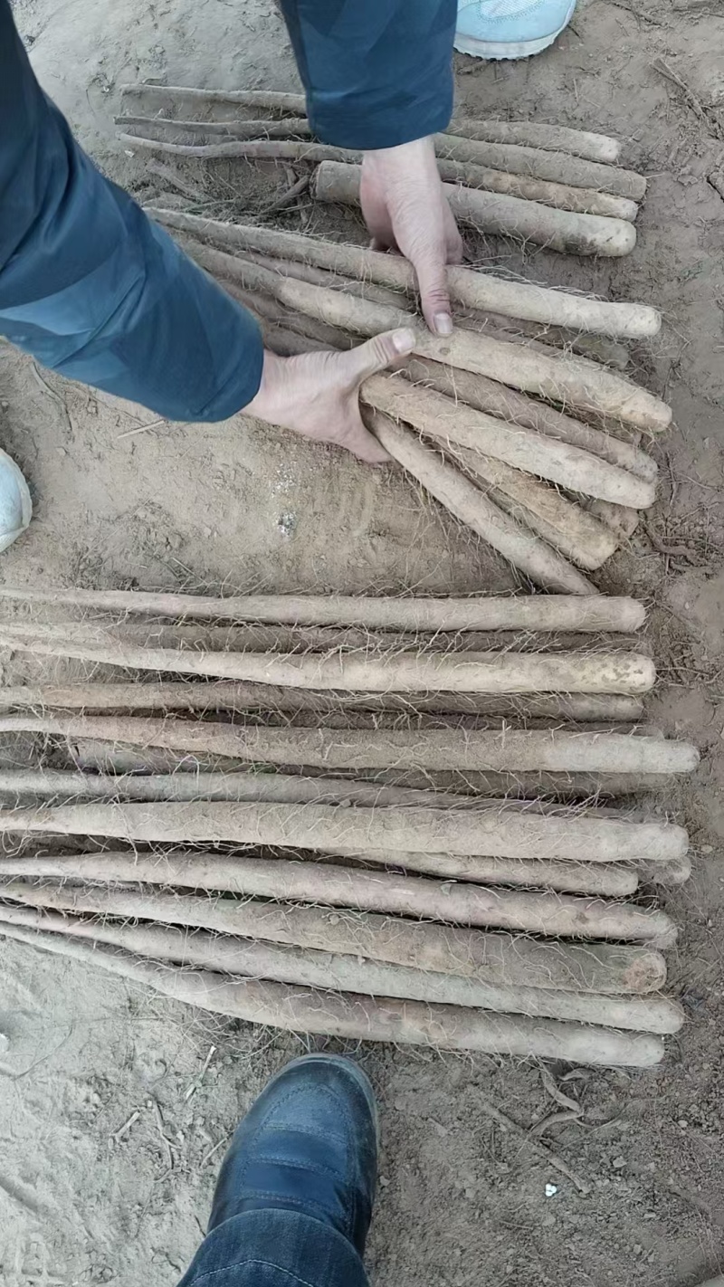 精品双棒山药河北双棒山药口感细腻产地直供量大从优
