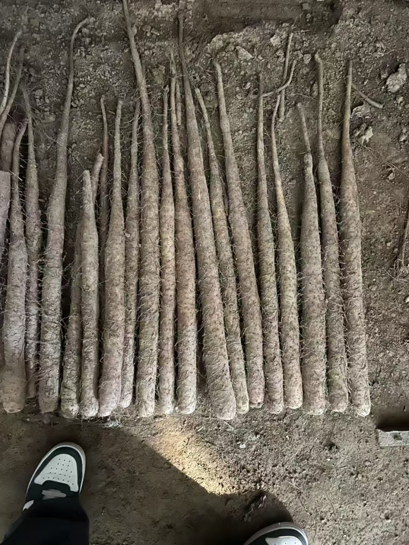 精品双棒山药河北双棒山药口感细腻产地直供量大从优