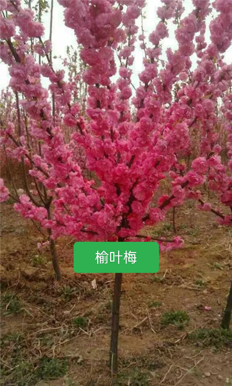 河北定州榆叶梅独杆丛生红叶榆叶梅球花树树苗