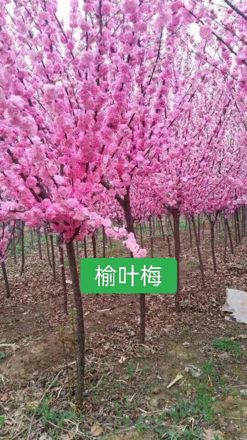 河北定州榆叶梅独杆丛生红叶榆叶梅球花树树苗