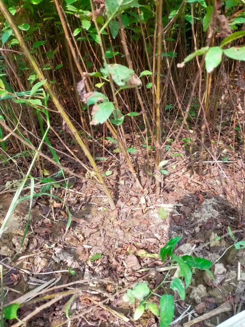 河北定州榆叶梅独杆丛生红叶榆叶梅球花树树苗