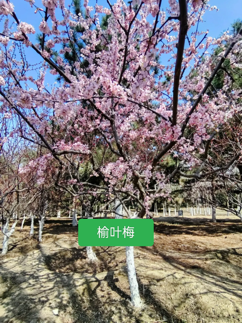 河北定州榆叶梅独杆丛生红叶榆叶梅球花树树苗