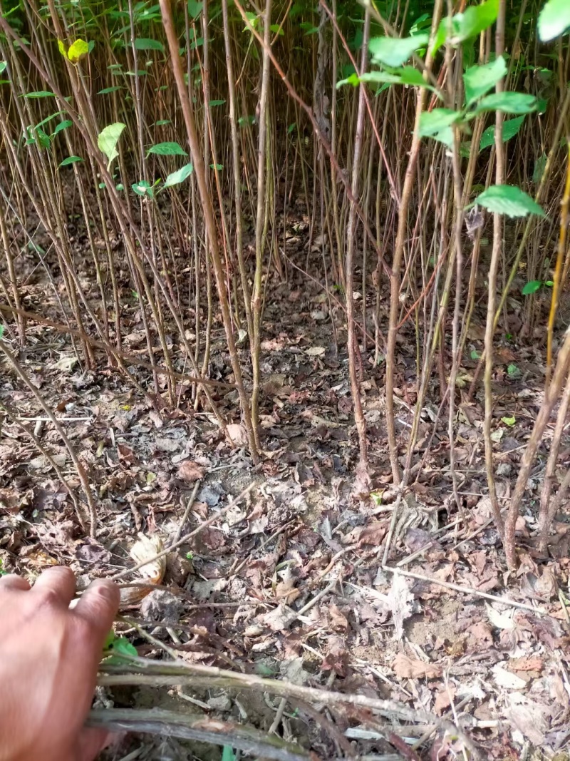 河北定州榆叶梅独杆丛生红叶榆叶梅球花树树苗