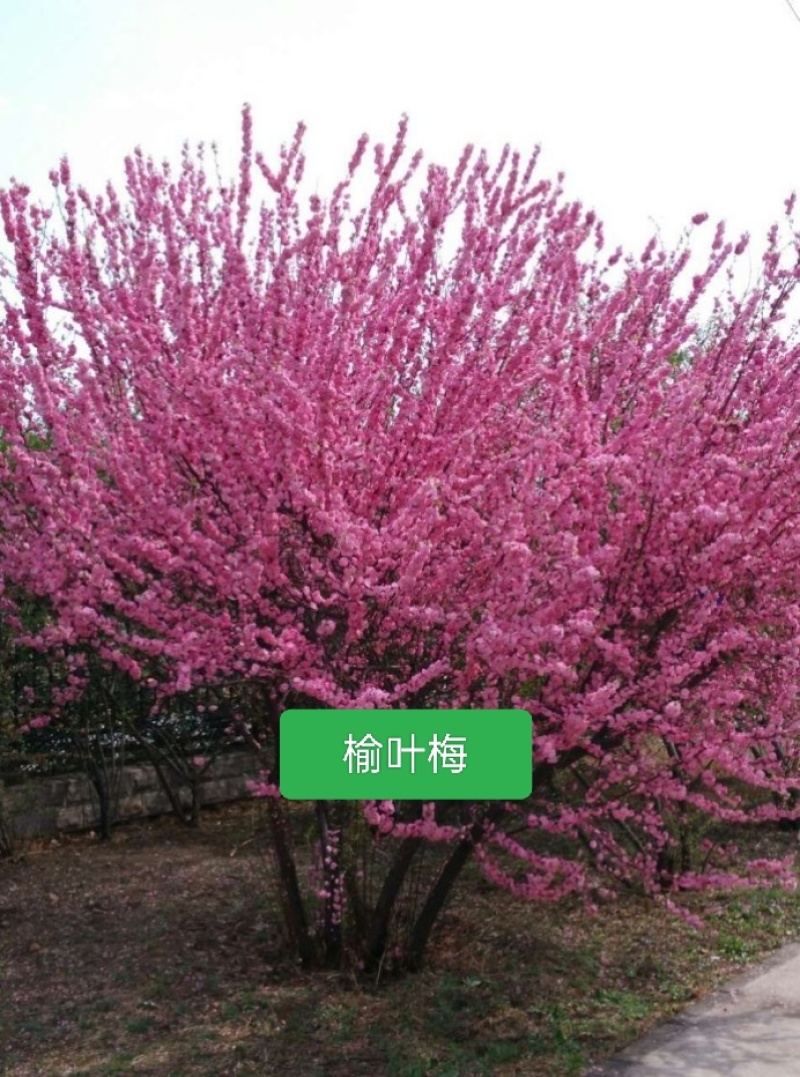 河北定州榆叶梅独杆丛生红叶榆叶梅球花树树苗