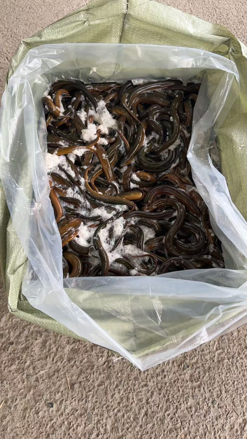 湖北黄鳝，稻田生态养殖自然生长一手货源品质优美，可开视频开货