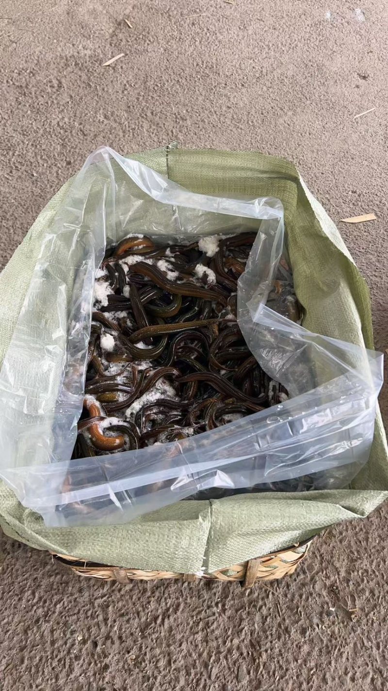 湖北黄鳝，稻田生态养殖自然生长一手货源品质优美，可开视频开货