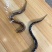 湖北黄鳝，稻田生态养殖自然生长一手货源品质优美，可开视频开货