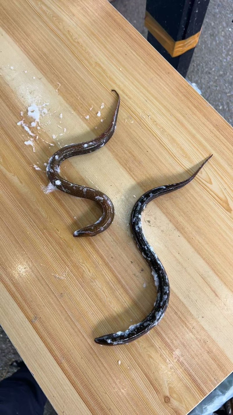 湖北黄鳝，稻田生态养殖自然生长一手货源品质优美，可开视频开货