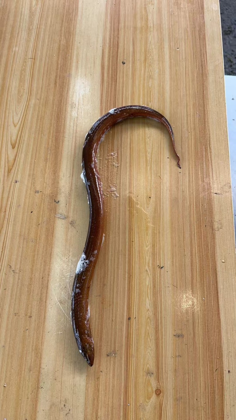 湖北黄鳝，稻田生态养殖自然生长一手货源品质优美，可开视频开货