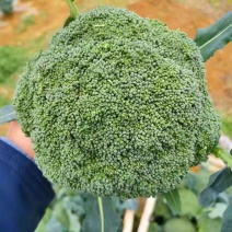 西兰花，耐寒优秀西兰花，绿翡翠西兰花，产地看货，欢迎大家
