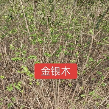 河北定州金银木东北忍冬丛生多分枝大拨现挖现卖