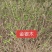 河北定州金银木东北忍冬丛生多分枝大拨现挖现卖