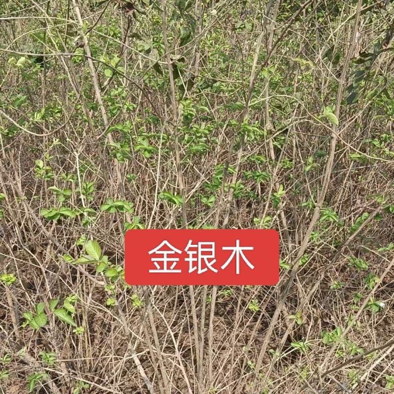 河北定州金银木东北忍冬丛生多分枝大拨现挖现卖