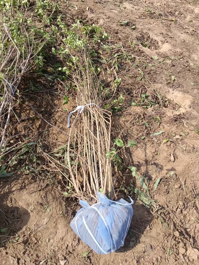 河北定州金银木东北忍冬丛生多分枝大拨现挖现卖