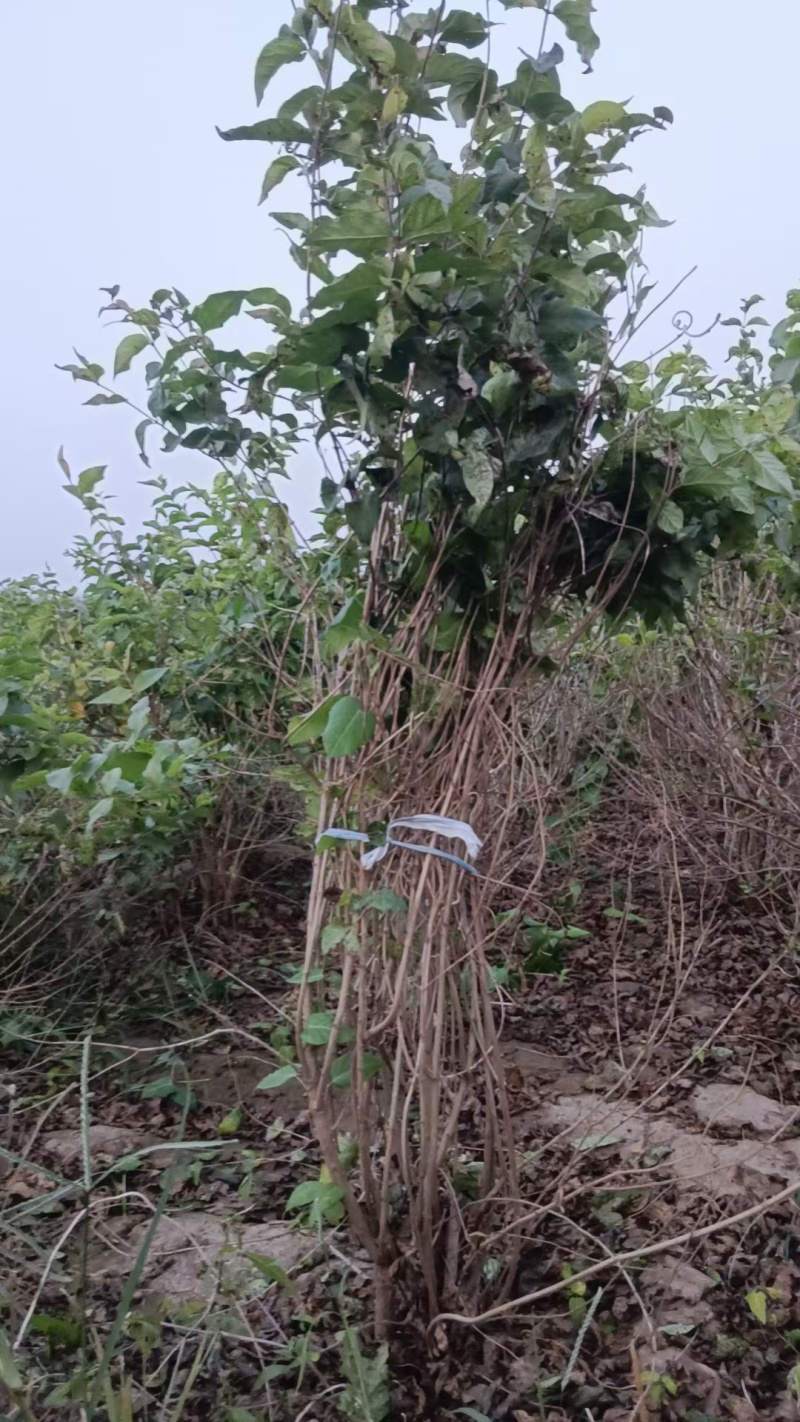 河北定州金银木东北忍冬丛生多分枝大拨现挖现卖