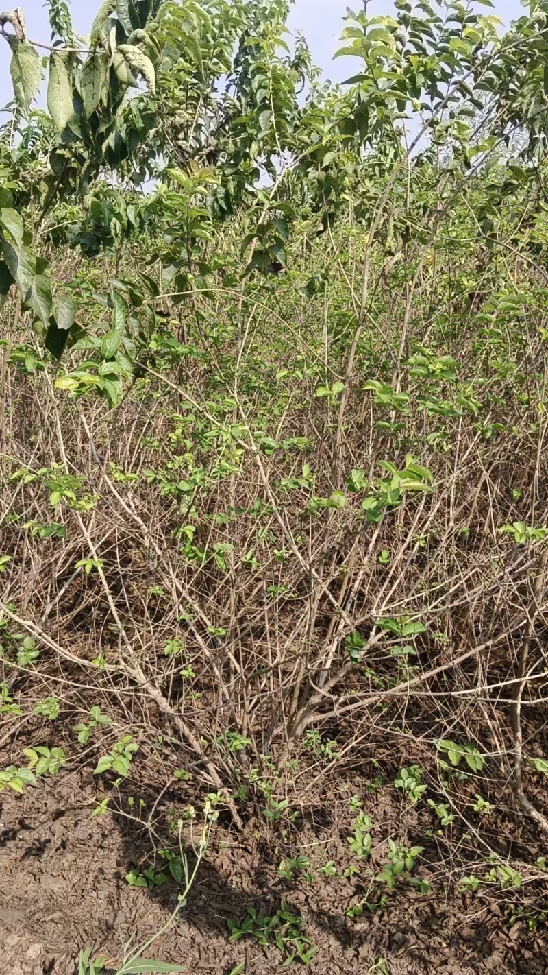 河北定州金银木东北忍冬丛生多分枝大拨现挖现卖