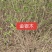 河北定州金银木东北忍冬丛生多分枝大拨现挖现卖