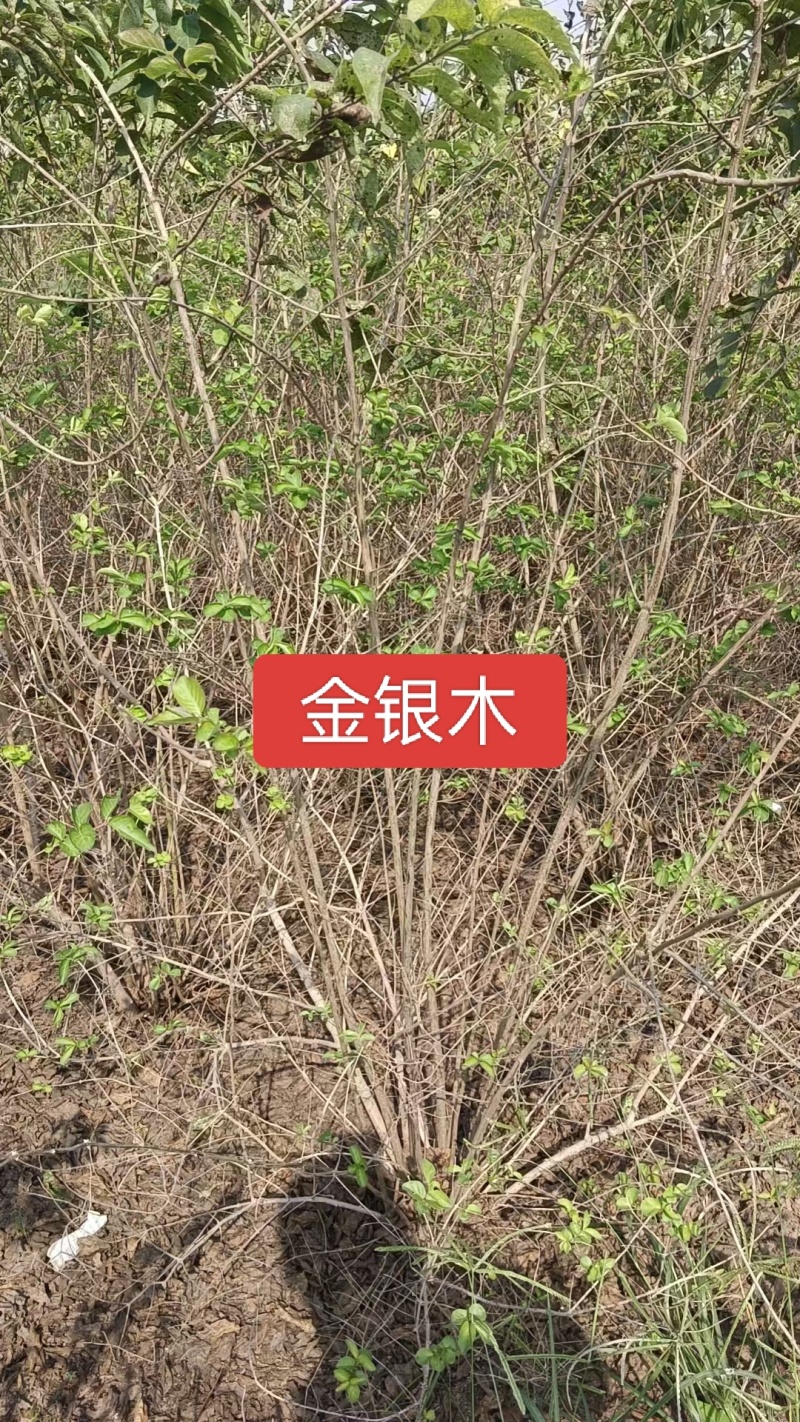 河北定州金银木东北忍冬丛生多分枝大拨现挖现卖