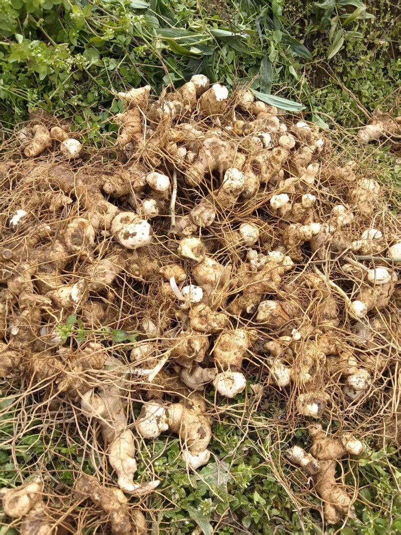 黄精种块代芽孢