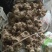黄精种块代芽孢