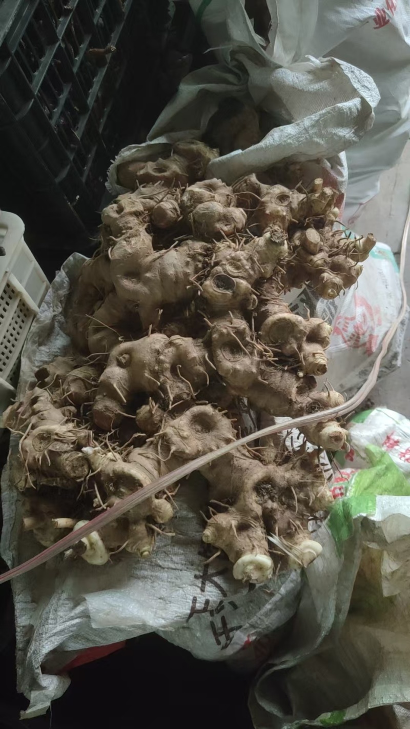 黄精种块代芽孢