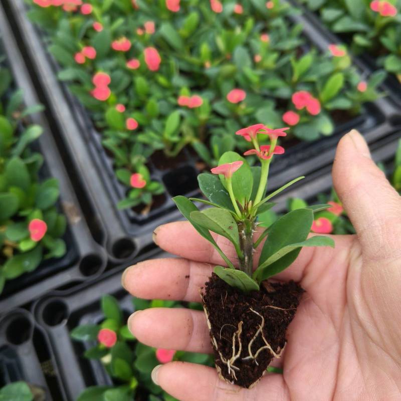 铁海棠(虎刺梅)穴盘苗四季开花植物多肉类美观好养绿植
