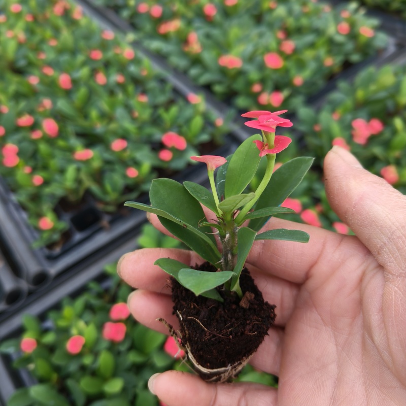 铁海棠(虎刺梅)穴盘苗四季开花植物多肉类美观好养绿植