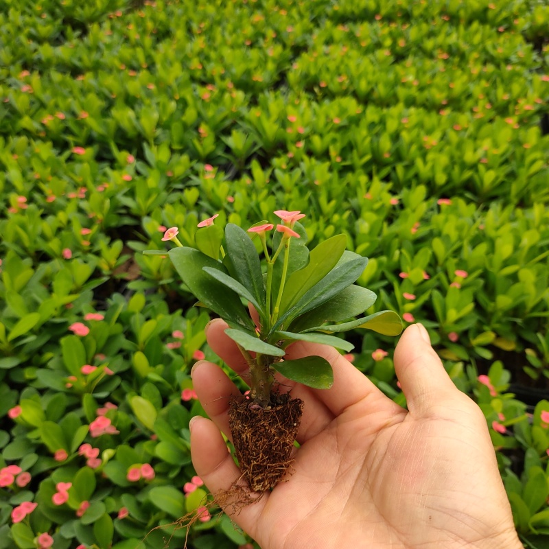 铁海棠(虎刺梅)穴盘苗四季开花植物多肉类美观好养绿植