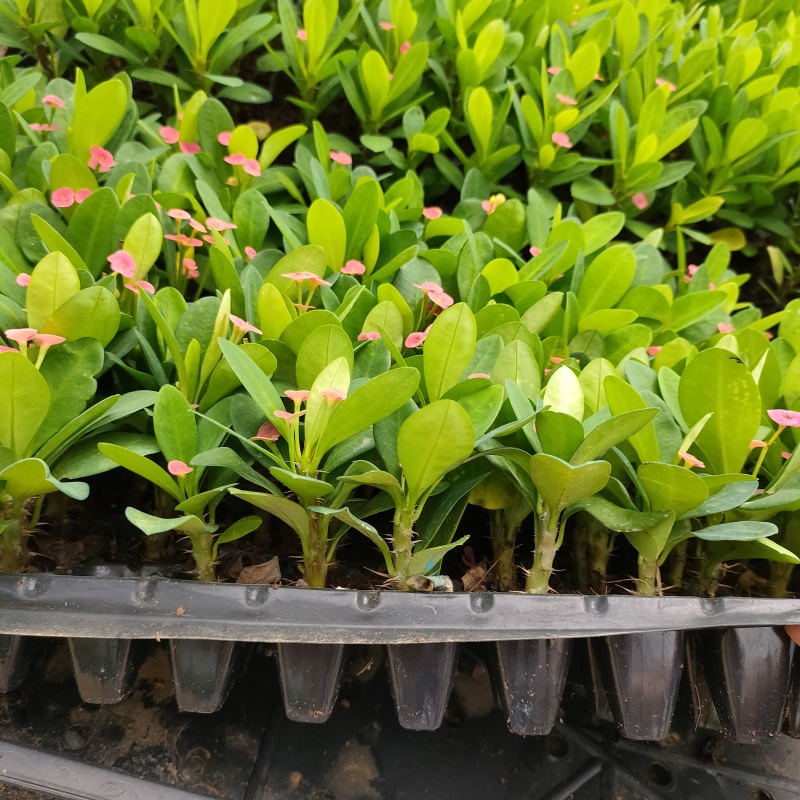 铁海棠(虎刺梅)穴盘苗四季开花植物多肉类美观好养绿植