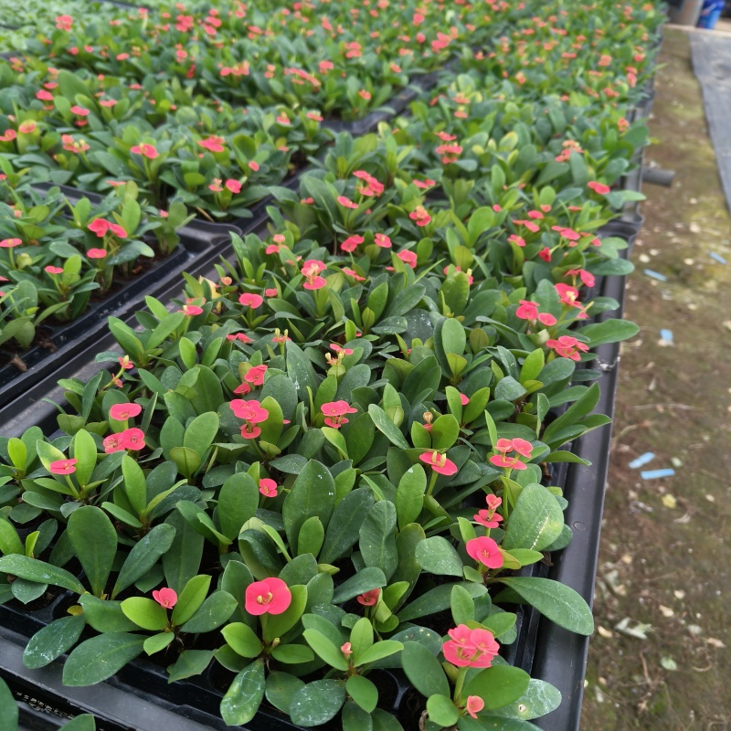 铁海棠(虎刺梅)穴盘苗四季开花植物多肉类美观好养绿植
