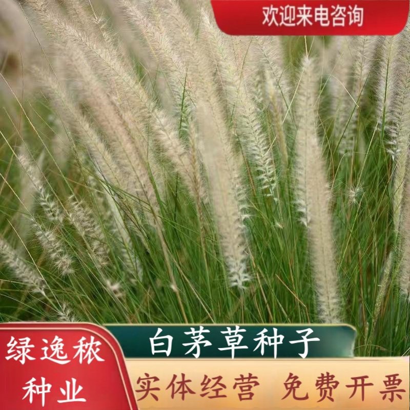 野生茅草种子白茅根草种子白茅草种子白茅花丝茅花白茅