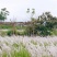 野生茅草种子白茅根草种子白茅草种子白茅花丝茅花白茅