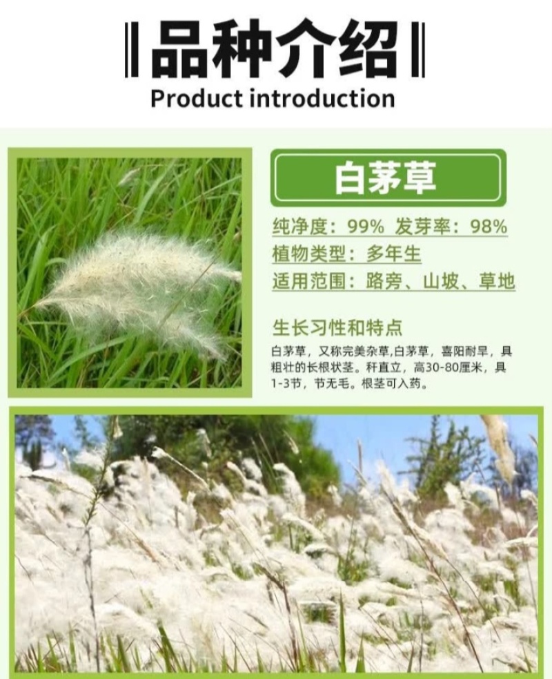 野生茅草种子白茅根草种子白茅草种子白茅花丝茅花白茅