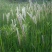 野生茅草种子白茅根草种子白茅草种子白茅花丝茅花白茅