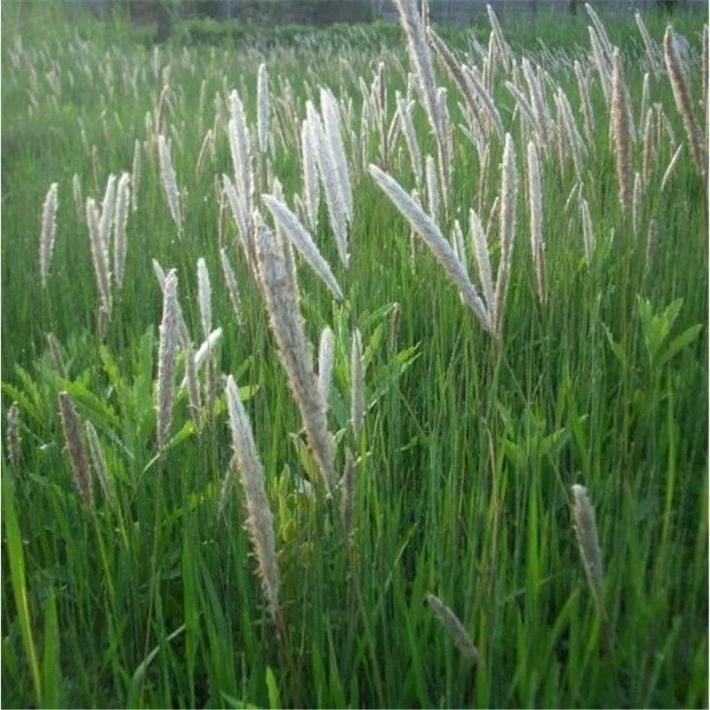 野生茅草种子白茅根草种子白茅草种子白茅花丝茅花白茅