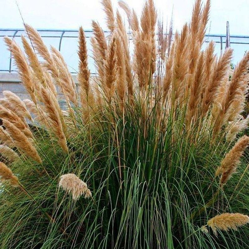 野生茅草种子白茅根草种子白茅草种子白茅花丝茅花白茅