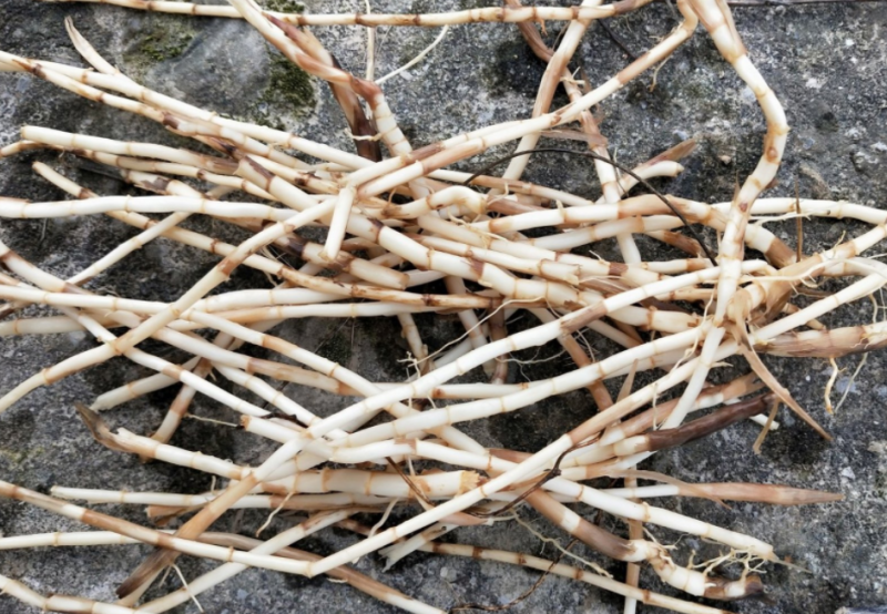 野生茅草种子白茅根草种子白茅草种子白茅花丝茅花白茅