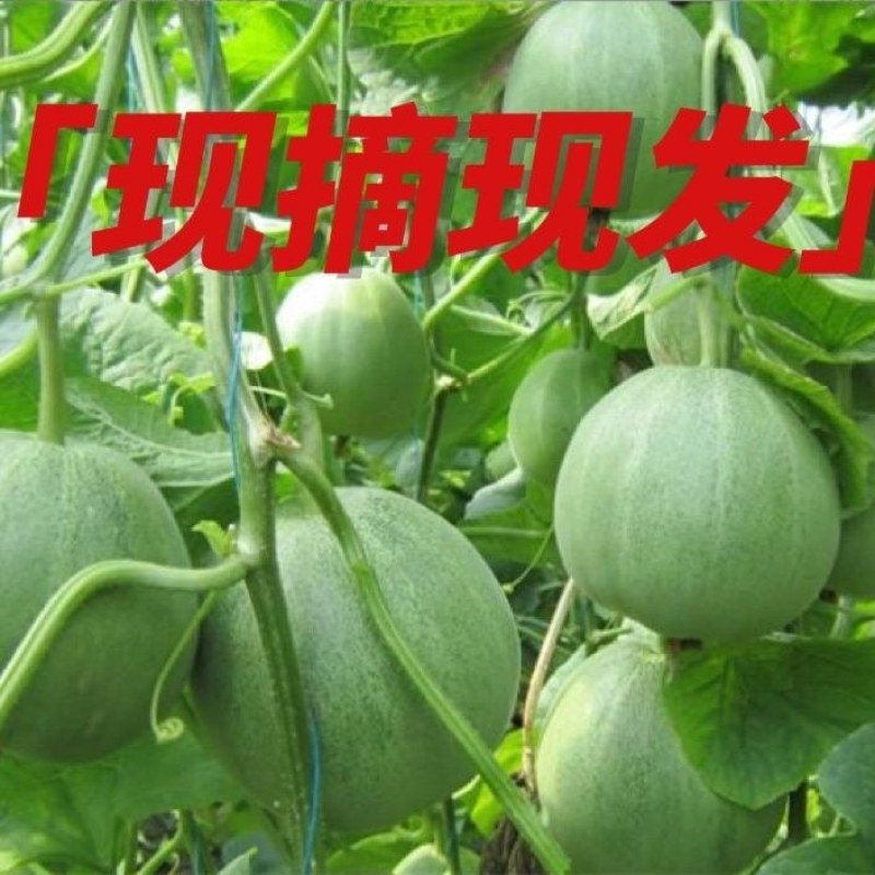 一件代发东北绿宝石香瓜